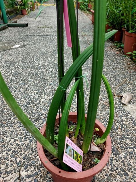 石筆虎尾蘭開花|虎尾蘭開花：種植和護理指南，讓你的花園充滿生氣 – 植物盆栽綠。